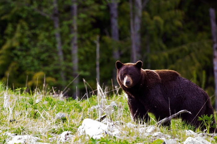 Bear in Whistler