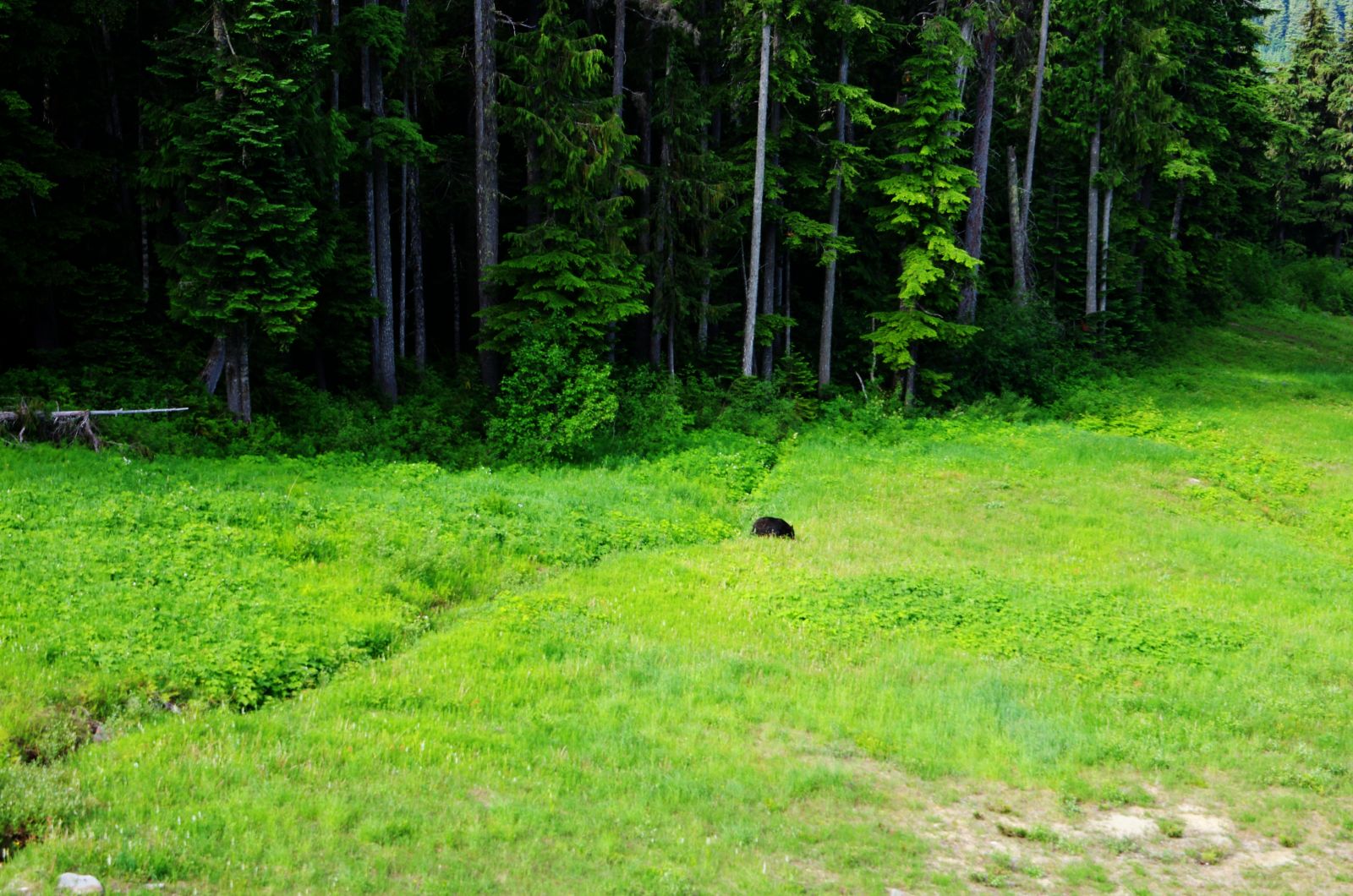 Bear on Whistler in the summer