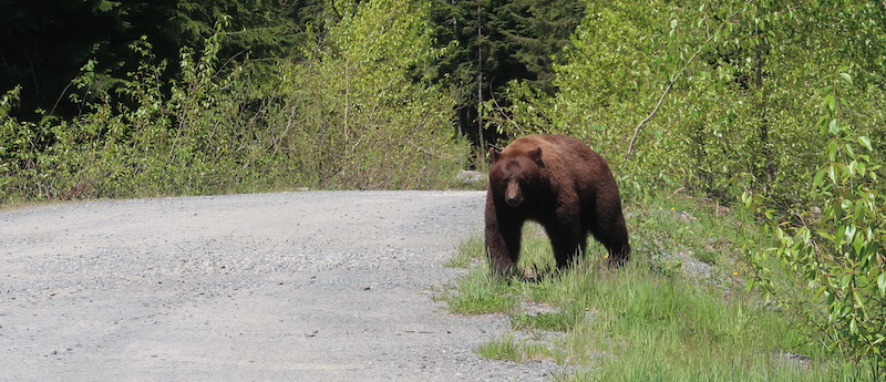 Bear walking on mountain road in Whistler