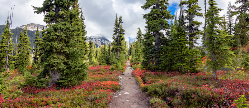 Hiking trail near Whistler with fall colors