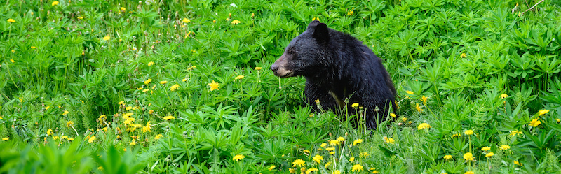 Bear in a wildflower field in Whistler