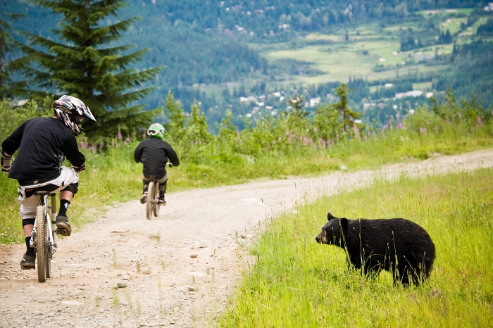 whistler blackcomb bear tour