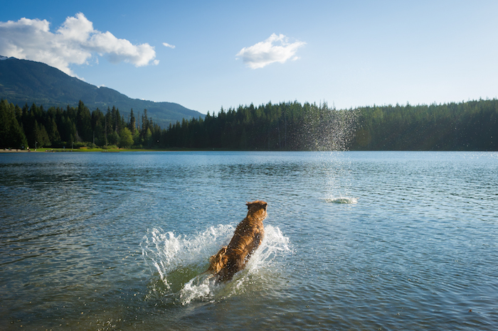 Dog swimming in Lost Lake Whistler