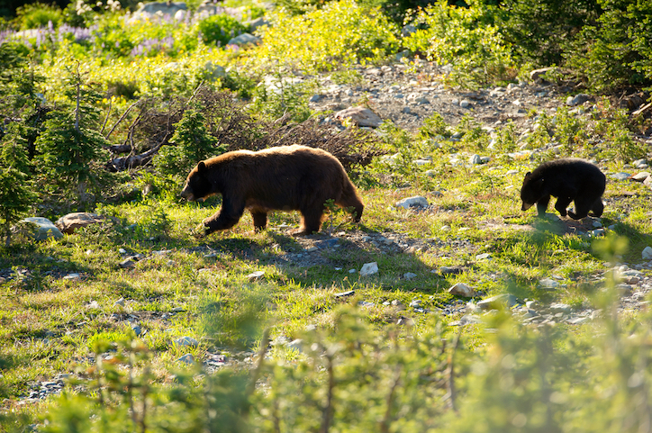 black bear and cub outside surrounded by lush forest