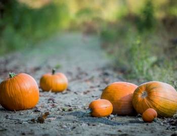 Fall pumpkins in Whistler