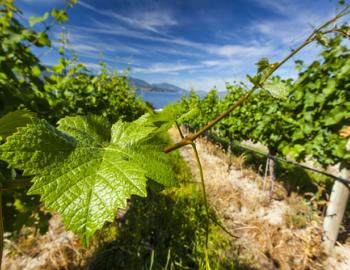 Okanagan Valley Winemaker Dinner at Whistler