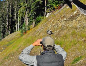 Whistler Bear Viewing guide