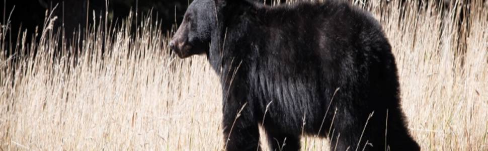 Bear in Grass