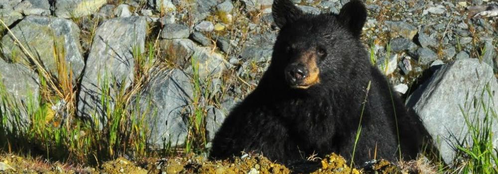 Whistler Bear Viewing Tours