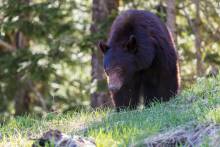 Whistler bear viewing