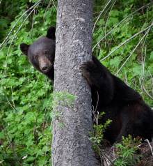 Bear in the tree