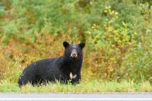 A bear-watching tour in Whistler.