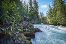 Cheakamus River In Whistler Interpretive Forest